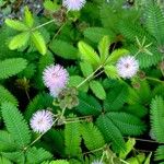 Mimosa pudica Frunză