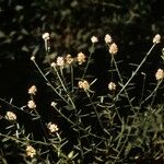 Polygala curtissii Habit