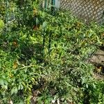 Capsicum frutescens Alkat (teljes növény)