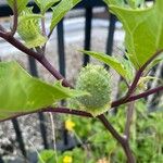 Datura stramoniumΦρούτο