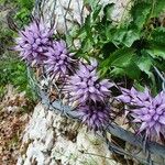 Physoplexis comosa 花