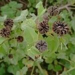 Abutilon indicum Frukt