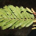 Vachellia collinsii Leaf