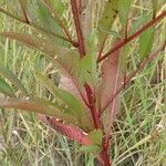 Ludwigia erecta Leaf