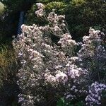 Rhododendron pubescens Hábito