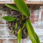 Bulbophyllum longiflorum ഇല