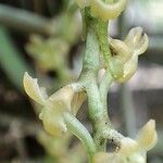 Rhipidoglossum ochyrae Květ