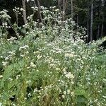 Erigeron strigosusFlor