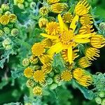 Senecio squalidusЦветок