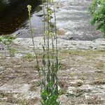 Turritis glabra Flor