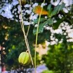 Barringtonia acutangula Fruit