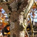 Fraxinus excelsior Bark