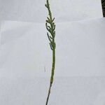Salicornia depressa Elinympäristö