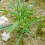 Asperugo procumbens Elinympäristö