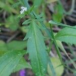 Valeriana dentata पत्ता