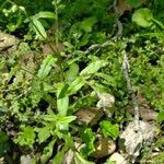 Myosotis macrosperma Leaf