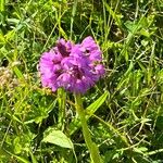 Anacamptis pyramidalisKvet