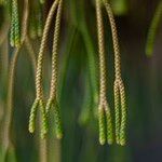 Huperzia phlegmaria Fruto