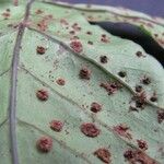 Tectaria heracleifolia Egyéb