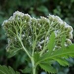 Tanacetum macrophyllum Arall