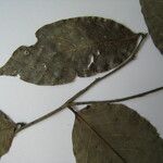 Licania parvifructa Máis