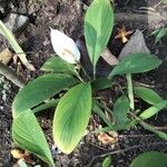 Spathiphyllum cannifolium Levél