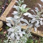 Salvia apiana Blatt