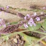 Verbena lasiostachys Flor