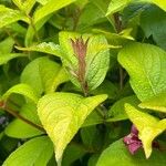 Weigela hortensis Leaf
