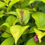 Weigela hortensis List