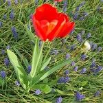 Tulipa aximensis Flower