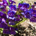 Penstemon speciosus Alkat (teljes növény)