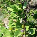 Schinus polygama Leaf