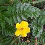 Potentilla anserina Цвят