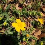 Hypericum cerastoides Blodyn