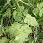 Chaerophyllum temulum Leaf