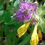 Melampyrum catalaunicum Cvet