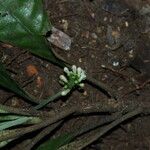 Psychotria konguensis Çiçek