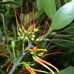 Psittacanthus rhynchanthus Flower