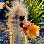 Pilosocereus leucocephalus Flower