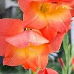 Gladiolus dalenii Blüte