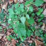 Solanum nigrumFroito