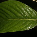 Rhodostemonodaphne kunthiana Fuelha