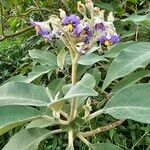 Solanum mauritianum Blomst