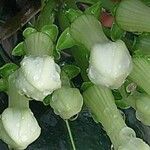 Stephanotis floribunda Cvet