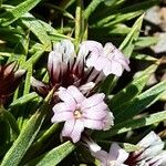 Acantholimon libanoticum Flower
