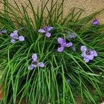 Iris unguicularis Цветок