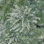 Artemisia schmidtiana Liść