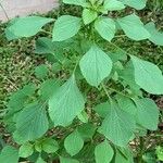 Acalypha indica Blad