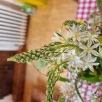Ornithogalum narbonense Flower